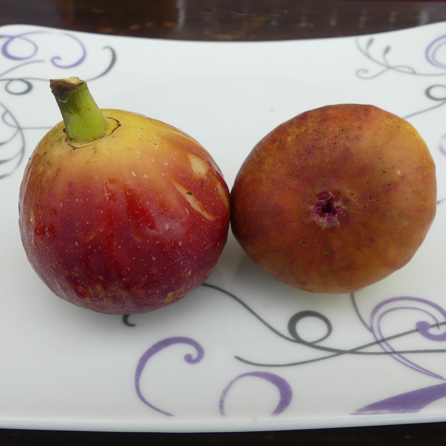 Figuier "Madeleine des deux saisons"